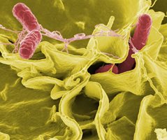 Експериментален микс антибиотици убива супербактерии
