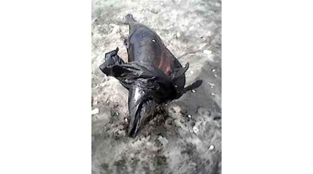 Телата на мъртвите делфини са изхвърлени на ивицата между Северния плаж и Солниците.Снимки:24 часа