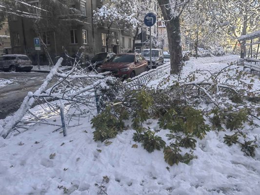 Паднало дърво в София
Снимка: Георги Кюрпанов - Генк