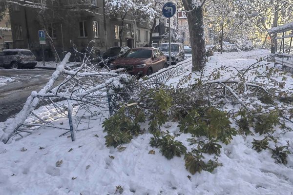 Паднало дърво в София
Снимка: Георги Кюрпанов - Генк