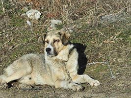 Влаченото от автомобил куче в Панагюрище е намерено и предадено на ветеринарен лекар