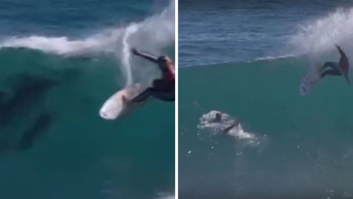 (ВИДЕО) Делфини се включиха в състезание по сърф
