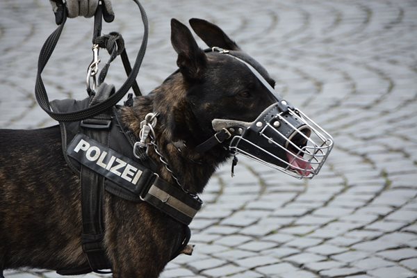 Полицейско куче Снимка: Pixabay
