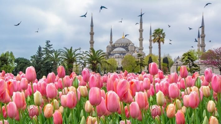 8 милиона лалета и пролетни цветя разцъфнаха в Истанбул за тазгодишния празник на лалетата