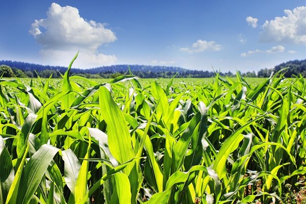 Реколтата от царевица на Южна Африка се очаква да е с 5,7 % по-ниска