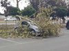 Дърво падна върху кола в Стара Загора