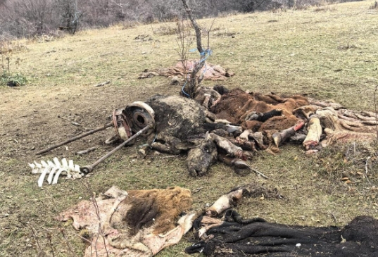 Откриха разчленени животни в незаконен фургон в парк "Централен Балкан" (Снимки)