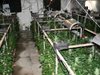 Оранжерия за канабис разкриха във Врачанско