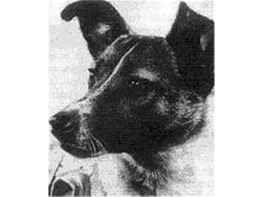 Кучето Лайка СНИМКА: Уикипедия