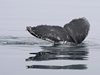 Морските топлинни вълни са новата заплаха за гърбатите китове