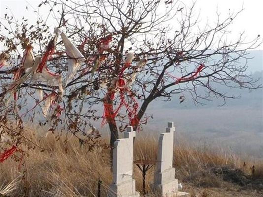 Традицията на гроба да се украсява плодно дърво с бели и червени конци е запазена и до днес в Раброво.