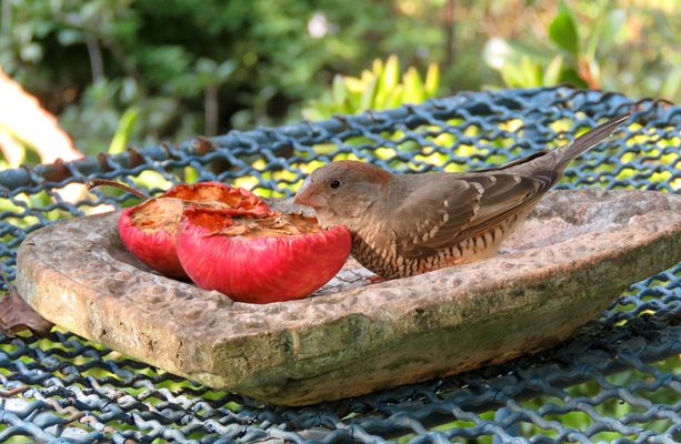 Обикновените чинии също могат да служат за хранилка на птиците.