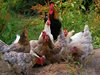 Агенцията за храните обяви огнище на птичи грип в Цалапица