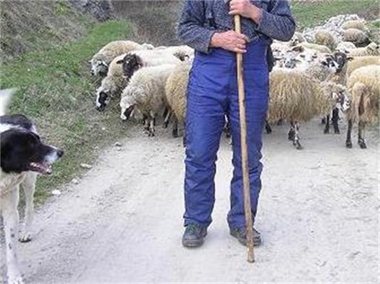 Пастир рани стопанин с нож, защитавал стадото си