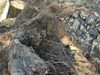 Дърво падна върху кооперация в центъра на Пловдив