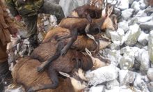 Затвор до 5 г., ако открият кой уби бременните диви кози в Пирин