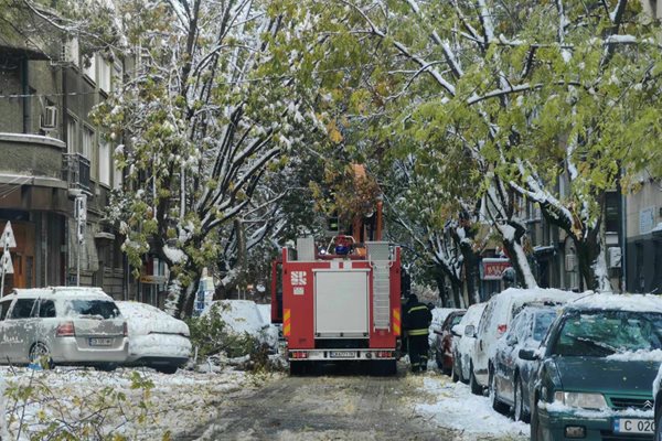 Екипи на пожарната разчистват падналите клони
Снимка: Георги Кюрпанов- Генк