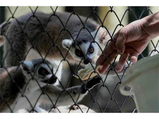 Човек от столичния зоопарк подава парче хляб на лемурите.
СНИМКА: АРХИВ
