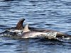Делфини изядоха рибата в Черно море