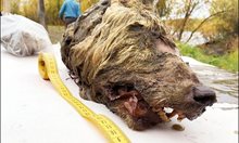 Чудовищен вълк на 40 000 г. открит в Сибир