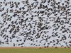 Емилия, Питър и Миша ще докарат червеногушите гъски на Шабленското езеро