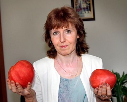 Шефката на ИЗК "Марица" доц. Даниела Ганева създаде сортовете домати Розово и Алено сърце, които се превърнаха в хит. Снимка: Радко Паунов