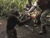 Какво се случва когато дадеш калашник на шимпанзето (Видео)