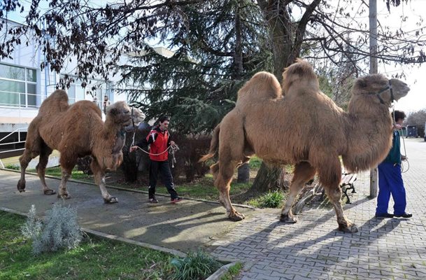 Гледачите извеждат заедно на разходка в двора на клиниката двете камили - оперираният Рамзес е отзад. СНИМКИ: Архив