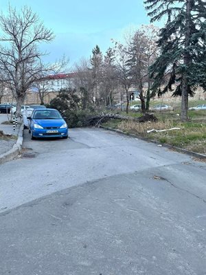 Паднало дърво покрай пандиза в София СНИМКА: facebook/Катастрофи в София 