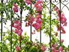 Градина: Как да спасите розите от листни въшки