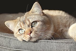 Какво казват котките с очите си?
