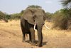 Слонове убиха испански турист в Южна Африка