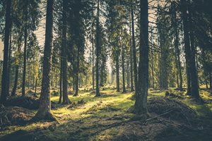 Приети са нови правила за изкупуване на частни гори