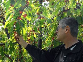 Мнозина производители се залавят сами да берат черешите си, защото надниците са високи, а наемниците не работели качествено.