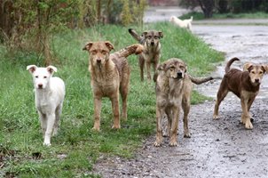 Баня настръхна! Бездомни кучета нападнаха дете