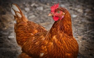Птичи грип пламна във ферма край Пловдив, умъртвяват 40 000 кокошки