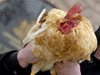 Откриха птичи грип в Крумовградско