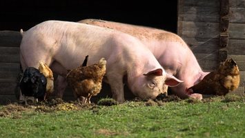 Създайте на бременната свиня подходящи условия