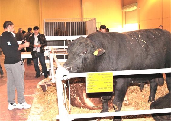 Животновъдството е новият хит на Международната селскостопанска изложба „Агра“.