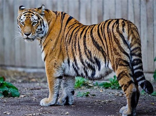 Мъртвец открит в клетката на тигър