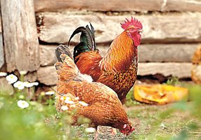 Стопанствата от тип заден двор са основен рисков фактор за разпространение на птичи грип у нас