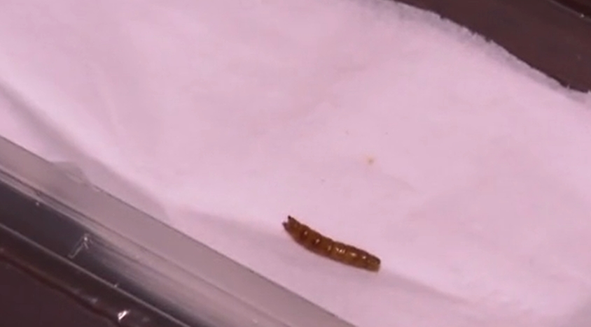 Жена откри червей в обяда си