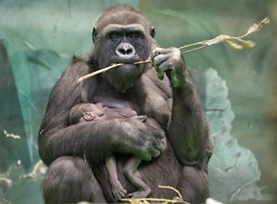 В зоологическата градина в Мадрид горила нападна служителка, която влезе в клетката й за да почисти и да й достави храна СНИМКА: Pixabay
