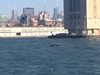 Забелязаха кит до Статуята на свободата в Ню йорк (видео)