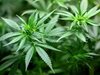 Намериха половин килограм марихуана в британски гражданин в Търново