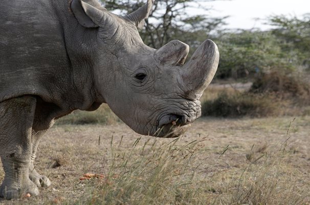 Белите носорози са застрашени от изчезване
Снимка: Ройтерс