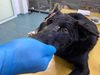 Простреляното кученце в София е все още с опасност за живота