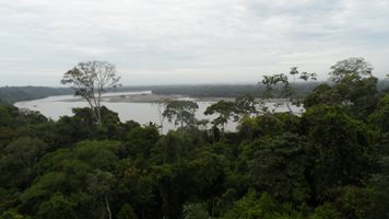 Из дебрите на Амазонската джунгла (Видео, снимки)