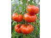 Нови български домати тип бийф