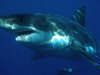 Голяма бяла акула плаши туристи край бреговете на Великобритания (Видео)